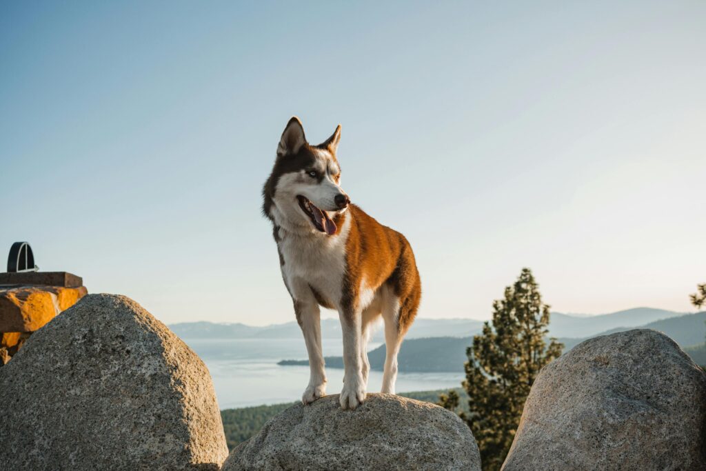 Pet in New zealand