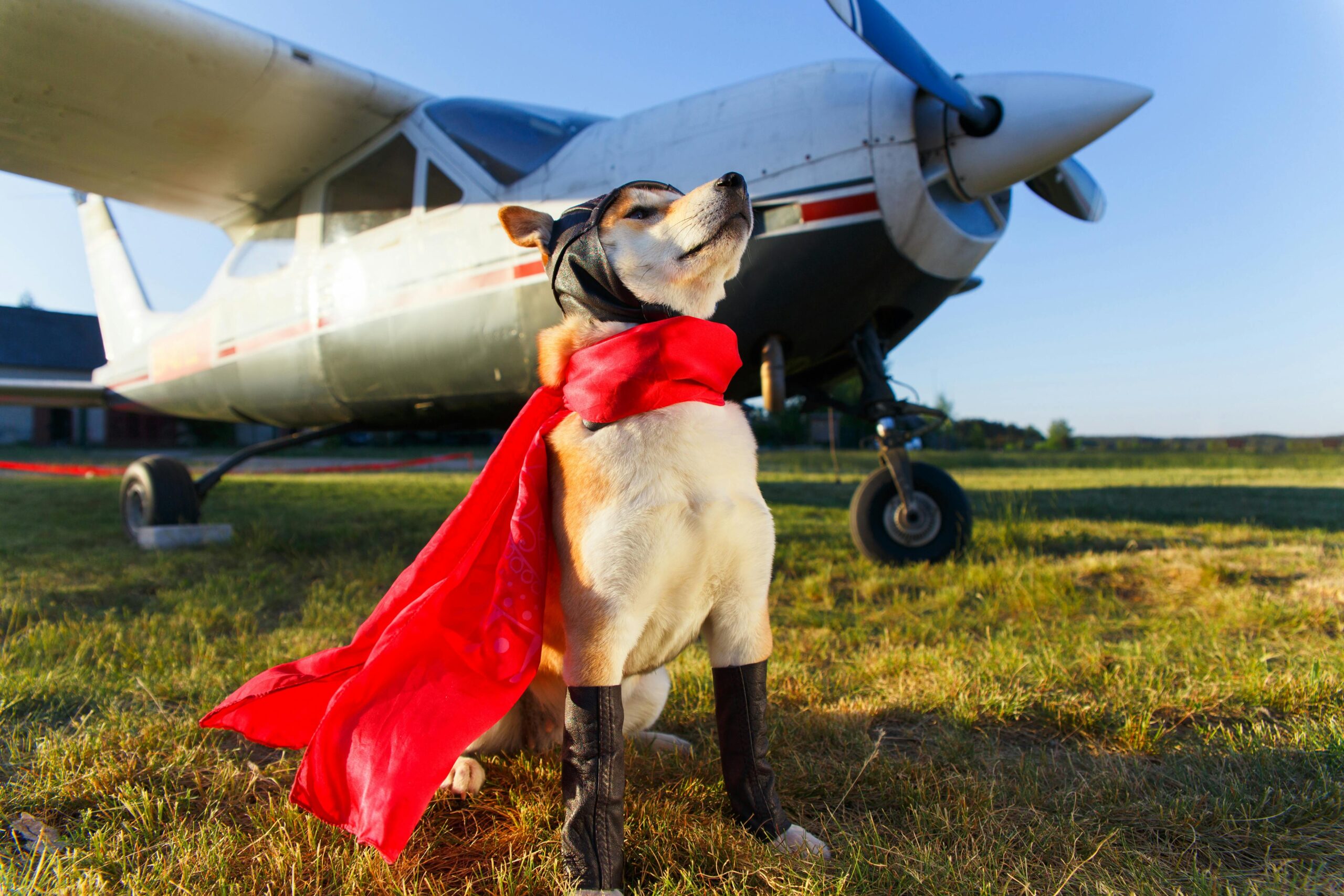 Travelling with PET in New Zealand